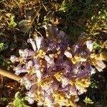 Orobanche cernua Flower