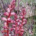 Orobanche gracilisKukka