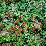 Cotoneaster horizontalis Blad