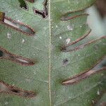 Pteris atrovirens Fulla