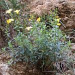 Linum arboreum Natur