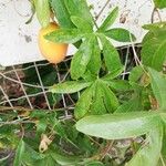 Passiflora caerulea Folha