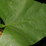 Centrosema sagittatum Leaf