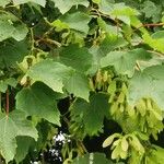 Acer pseudoplatanus Fuelha