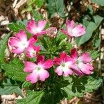 Verbena × hybrida Cvet