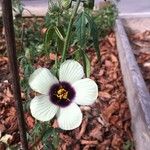 Hibiscus cannabinus Flower