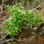 Galium porrigens Hábito