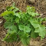 Lactuca floridana Hoja