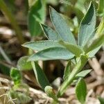 Lathyrus linifolius Blad