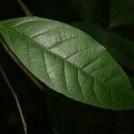 Rinorea pectino-squamata 葉