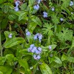 Myosotis decumbensFloro