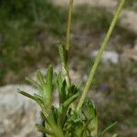 Saxifraga exarata Hoja