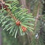 Picea sitchensis Blatt