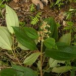 Miconia longicoma Blodyn