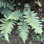 Polypodium vulgareHostoa