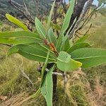 Protea caffra Leaf