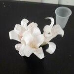 Amaryllis belladonna Flower
