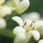 Pittosporum senacia Flower