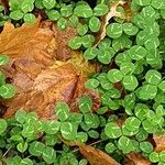 Trifolium repens Folha