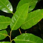 Sarcaulus brasiliensis Leaf