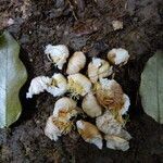 Bobgunnia fistuloides Flor