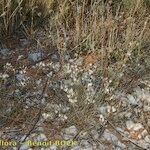 Allium moschatum 树皮