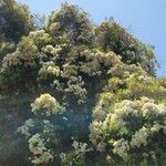 Melaleuca linariifolia 花