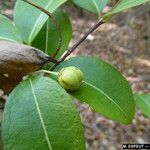 Malpighia martinicensis Fruto