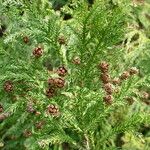 Cryptomeria japonica फल