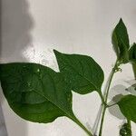 Solanum americanum Yaprak