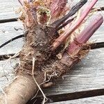 Rumex sanguineus Sonstige