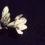 Triteleia grandiflora Fleur