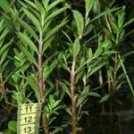 Ammannia ramosior Muu