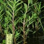 Rotala ramosior Otro