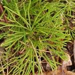 Diphasiastrum complanatum Likasa