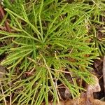 Lycopodium complanatum Folha