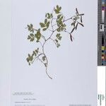 Tephrosia malvina Other