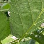 Rubus armeniacus Leaf