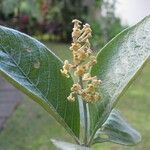 Arachnothryx buddleioides Άλλα