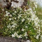 Arenaria grandiflora موطن