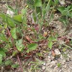 Silene gallica Leaf