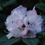 Rhododendron pachytrichum Λουλούδι