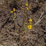 Holocarpha heermannii Flor