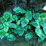 Begonia handelii Hábito