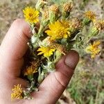 Heterotheca grandiflora Flower