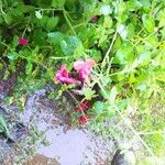 Salvia microphylla Kwiat