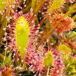 Drosera anglica Kvet