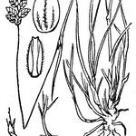Oreochloa seslerioides 其他