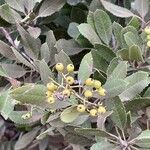 Photinia arbutifolia Fruit