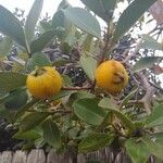 Psidium cattleianum Plod